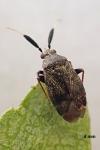 Mesopsallus mali