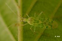 Malacocoris chlorizans