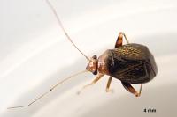 Halticus luteicollis
