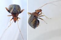 Halticus luteicollis