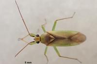 Orthotylus bilineatus