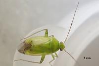 Apolygus spinolae