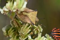 Carpocoris fuscispinus