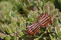 Graphosoma italicum italicum