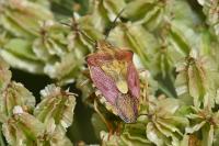 Carpocoris purpureipennis
