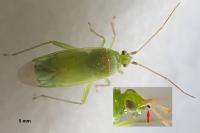 Orthotylus nassatus