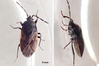 Drymus sylvaticus