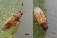 Cymus melanocephalus