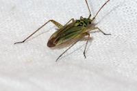 Oncotylus viridiflavus