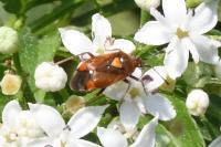 Deraeocoris ruber