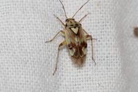 Lygus pratensis