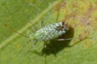 Macrotylus paykullii
