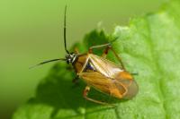 Brachycoleus pilicornis