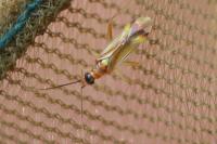Campyloneura virgula