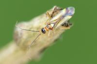 Campyloneura virgula