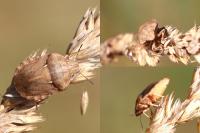 Eurygaster maura