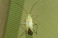 Adelphocoris quadripunctatus