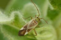 Adelphocoris lineolatus