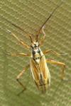 Leptopterna dolabrata