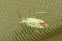 Closterotomus norwegicus