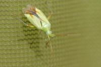 Closterotomus norwegicus