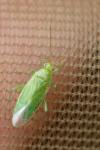 Orthotylus marginalis