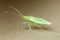 Orthotylus marginalis