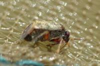 Hypseloecus visci