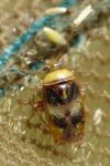 Pinalitus viscicola