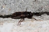 Eremocoris fenestratus
