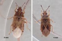 Chilacis typhae