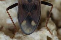 Eremocoris fenestratus
