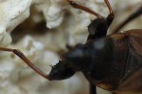 Eremocoris fenestratus