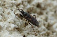 Eremocoris fenestratus