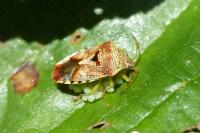 Elasmucha grisea