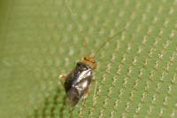 Halticus luteicollis