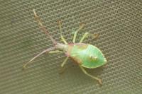 Gonocerus acuteangulatus