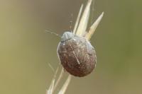 Odontotarsus purpureolineatus