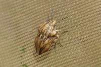 Odontotarsus purpureolineatus