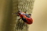 Spilostethus saxatilis