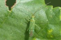 Blepharidopterus angulatus