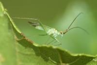 Blepharidopterus angulatus