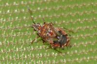 Kleidocerys resedae