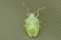 Acanthosoma haemorrhoidale