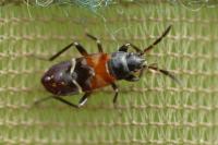 Raglius alboacuminatus