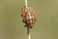 Odontotarsus purpureolineatus