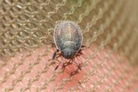 Odontotarsus purpureolineatus