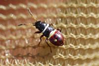 Heterogaster artemisiae