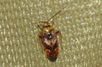 Pinalitus viscicola