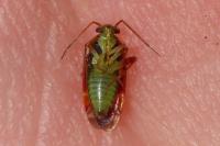 Pinalitus viscicola